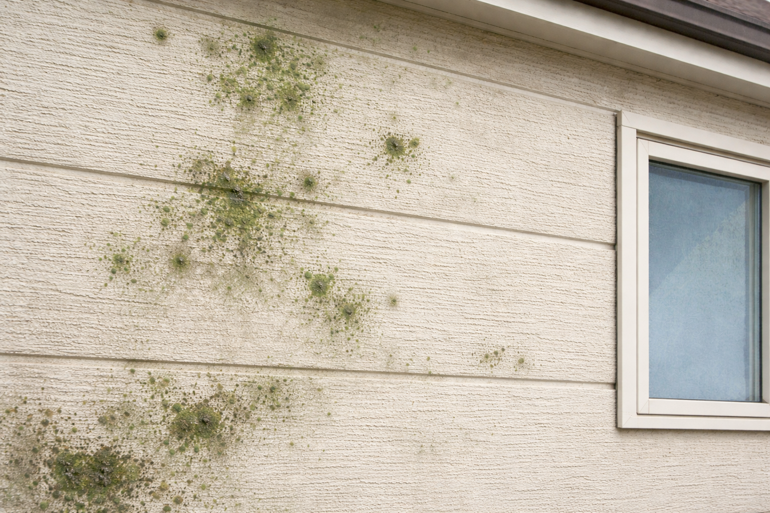 壁のカビの初期段階